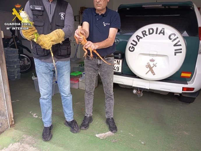 La Guardia Civil investiga la tenencia de 19 animales exóticos en una vivienda de Santa Brígida