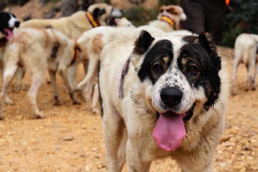 Rehaleros piden una normativa diferenciada para perros de caza y mascotas: "No pueden recibir el mismo trato jurídico".