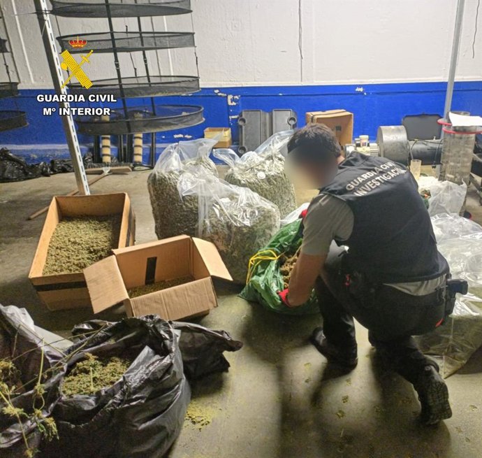 Se intervinieron 1.066 plantas de cannabis sativa, de las cuales 58 eran plantas madre destinadas a la obtención de esquejes, 31,15 kilos de marihuana envasada al vacío, 13,6 kilos de polen y 6,46 kilos de picadura de marihuana