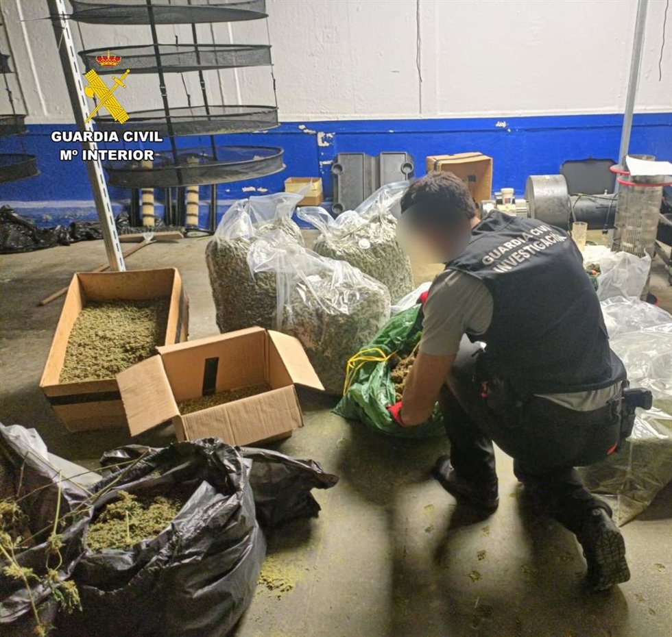 Se intervinieron 1.066 plantas de cannabis sativa, de las cuales 58 eran plantas madre destinadas a la obtención de esquejes, 31,15 kilos de marihuana envasada al vacío, 13,6 kilos de polen y 6,46 kilos de picadura de marihuana