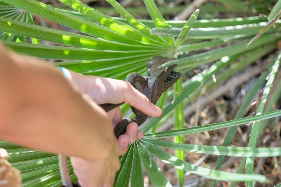 Recolección de la palma del palmito en el Parque Natural de Llevant