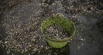 Pesca Galicia