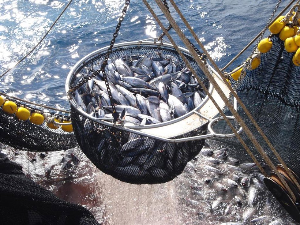 Archivo - Atún de pesca responsable.