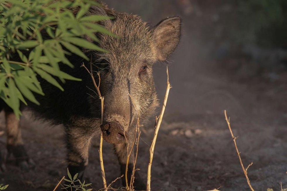 Declarada la emergencia cinegética del jabalí para prevenir la entrada de la peste porcina africana y reducir daños ambientales.
