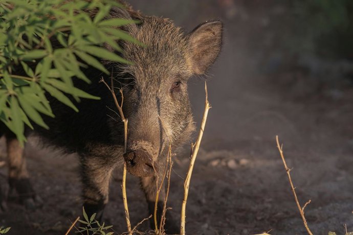 Declarada la emergencia cinegética del jabalí para prevenir la entrada de la peste porcina africana y reducir daños ambientales.