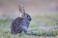 Andalucía toma medidas cinegéticas excepcionales para limitar los daños causados por el conejo silvestre en el campo