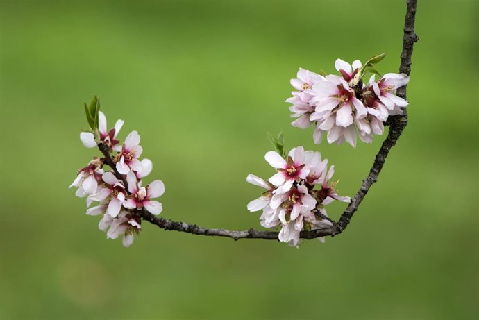 Archivo - Almendros en flor en la Quinta de los Molinos,, en Madrid (España).