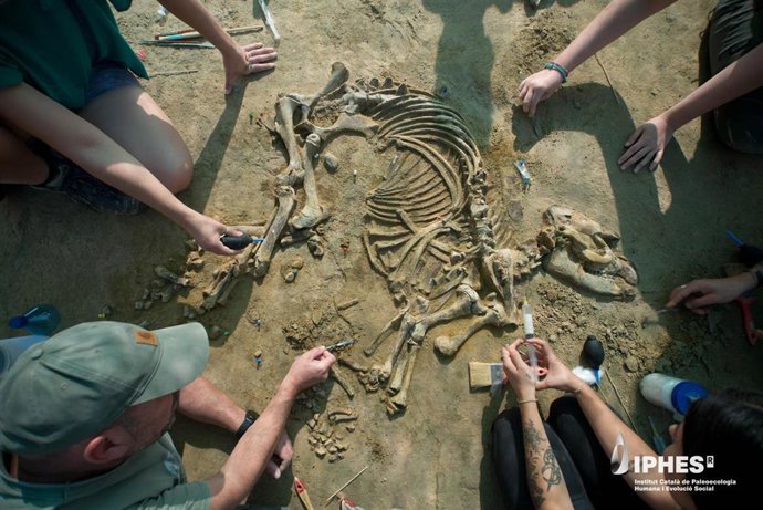 Trabajos de excavación del esqueleto de 'Tapirus arvernensis' recuperado en el yacimiento del Camp dels Ninots de Caldes de Malavella