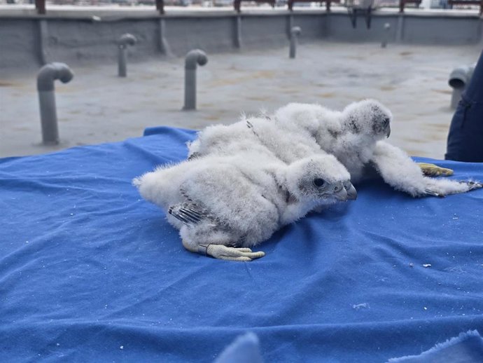Polluelos de halcón peregrino nacidos en la azotea del Hospital 12 de Octubre