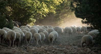 Navarra