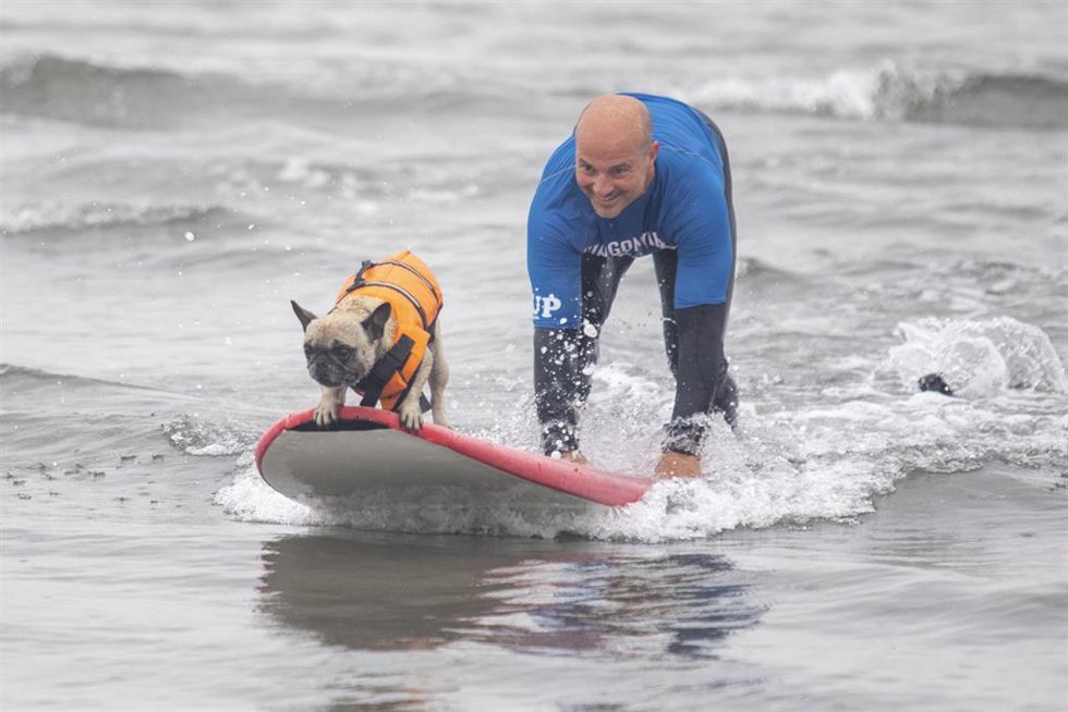 Archivo - Un perro de raza Bulldog francés hace surf en una tabla durante el II Campeonato Europeo de Surf para Perros Dingonatura Surf Dog, en la playa de Salinas, a 21 de mayo de 2023, en Castrillón, Asturias (España). 
