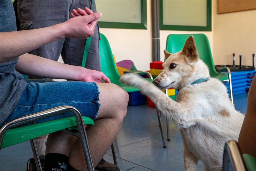 Una sesión de la terapia canina con pacientes de Salud Mental del Hospital de Jaén.