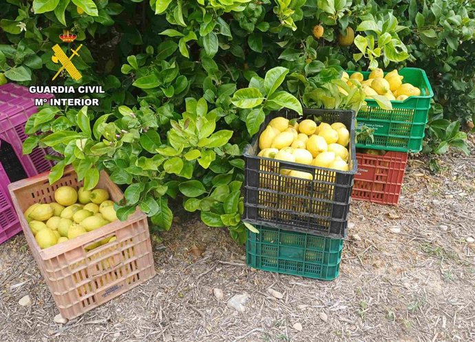 Limones recuperados