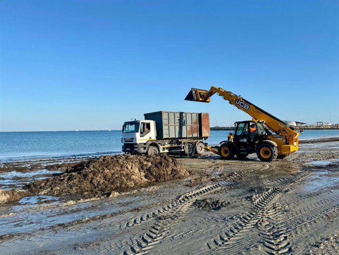 Operarios de Playas del Ayuntamiento de Rota retirando con maquinaria las arribazones de algas invasoras en la playa del Chorrillo.