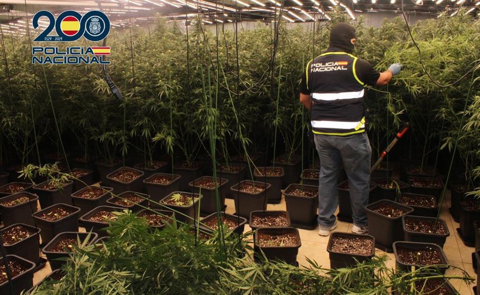La Policía Nacional interviene casi 750 plantas de marihuana en una vivienda de El Esparragal (Murcia)