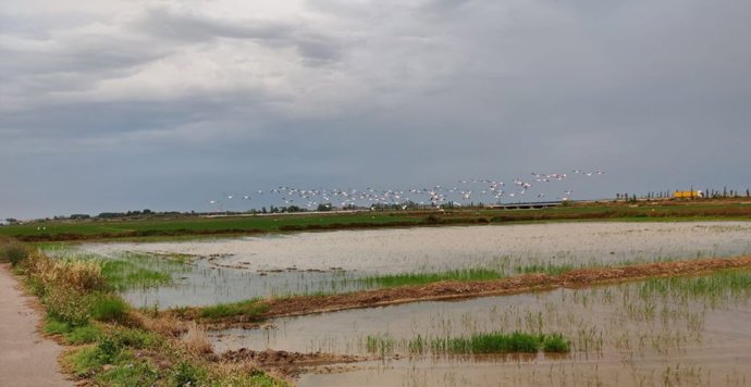 Flamencos en l'Albufera