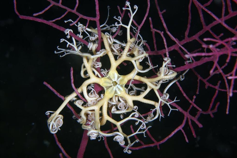 Archivo - Ofiura 'Astrospartus mediterraneus'.