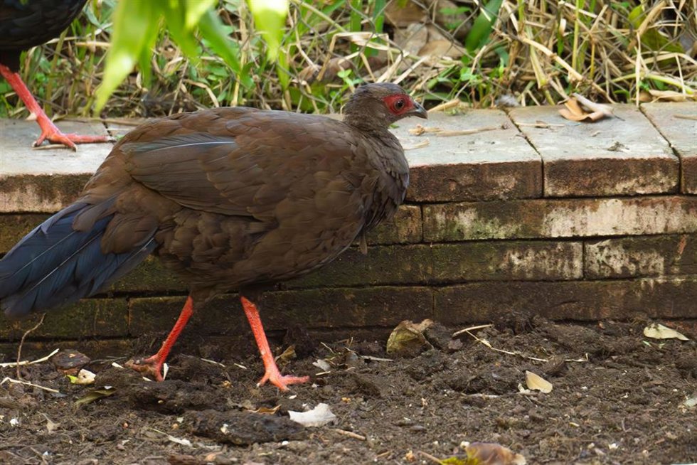 Una faisana nacida en Bioparc Fuengirola forma parte del proyecto de reintroducción de la especie en Vietnam