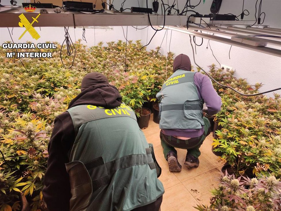 Agentes de la Guardia Civil en una plantación de marihuana.