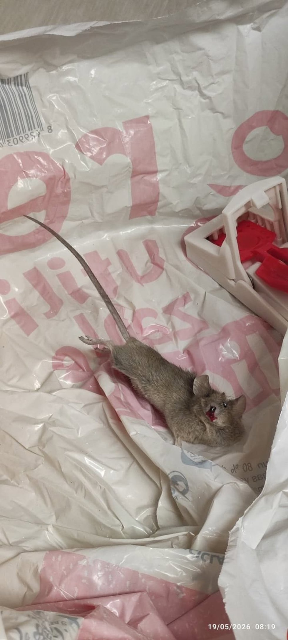 Rata encontrada