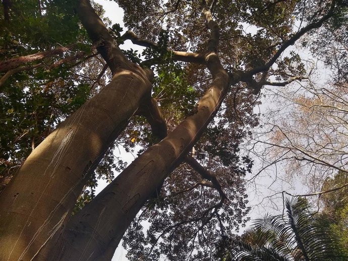 Archivo - Árbol en un imagen de archivo.