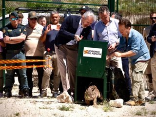 El presidente del Gobierno de Aragón, Jorge Azcón, en el acto de suelta de linces en una finca de Torrecilla de Valmadrid.
