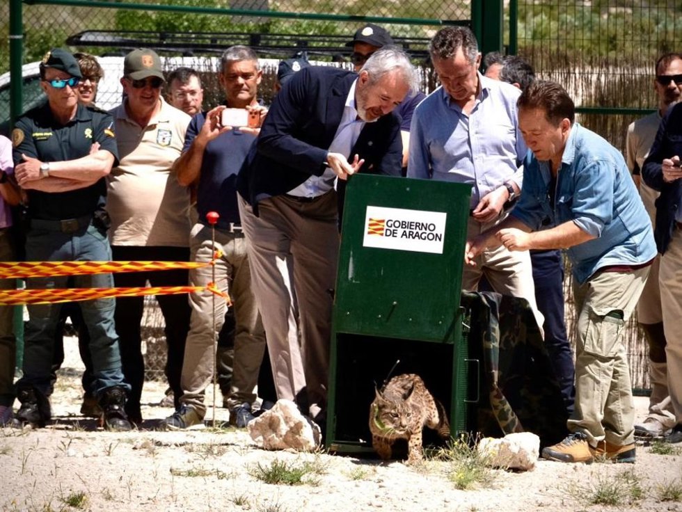 El presidente del Gobierno de Aragón, Jorge Azcón, en el acto de suelta de linces en una finca de Torrecilla de Valmadrid.
