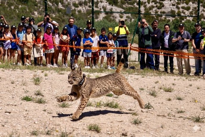 Ejemplar de lince ibérico soltado en Torrecilla de Valmadrid.