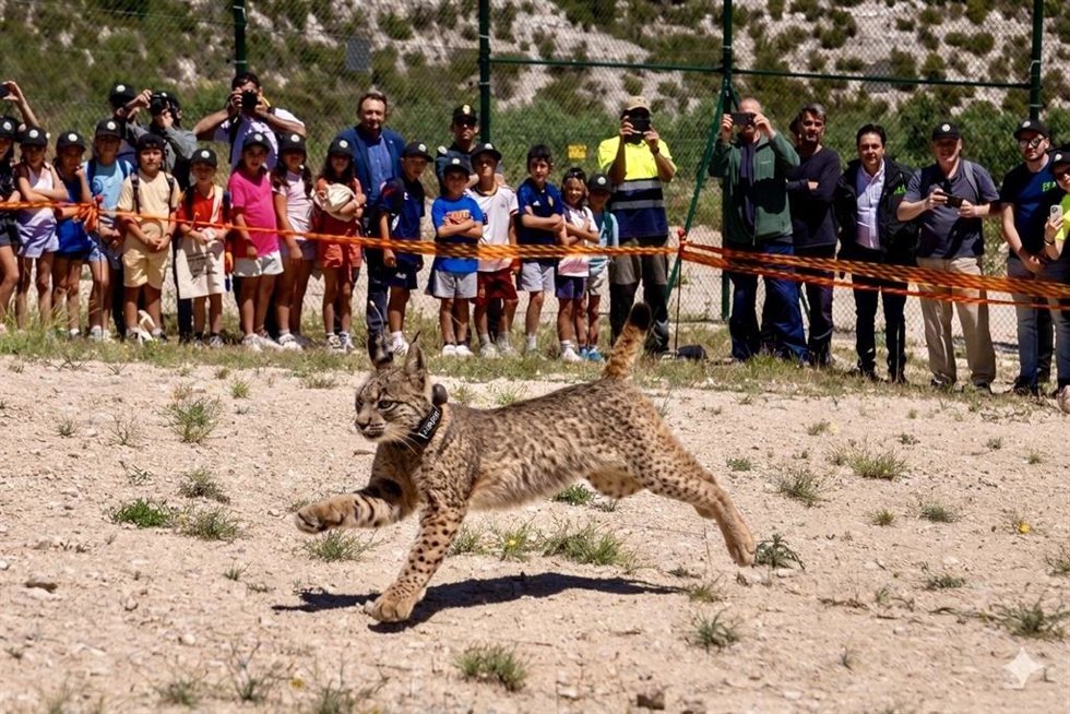 Ejemplar de lince ibérico soltado en Torrecilla de Valmadrid.