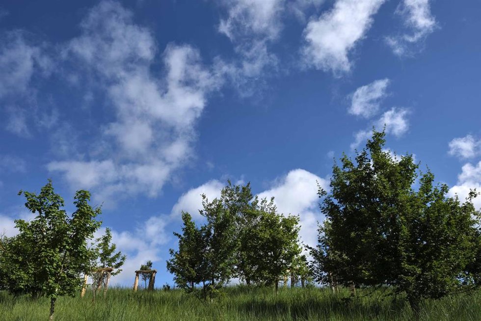 El Ayuntamiento de Pamplona reforesta 18,45 hectáreas del monte Ezkaba incendiadas en 2022