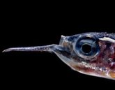 Foto: Bruselas se fija 2035 para convertir a la UE en líder mundial de la observación oceánica ante el abandono de EEUU