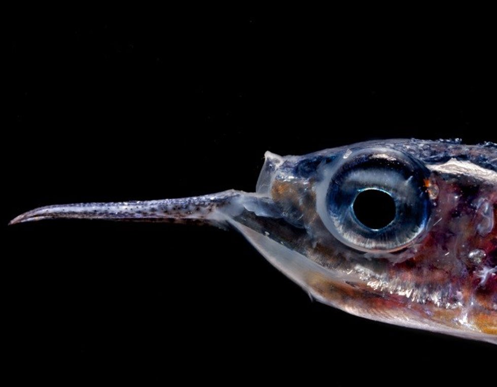 Archivo - Con un stock estimado hasta ahora en 1.000 millones de toneladas, los peces mesopelágicos dominan la biomasa total de peces en el océano. Sin embargo, un estudio, con participación del Consejo Superior de Investigaciones Científicas (CSIC), ha d