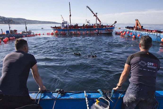 Archivo - Varios pescadores durante la ‘levantá’ del atún en las inmediaciones de Barbate, a 27 de mayo de 2025, en Barbate, Cádiz, Andalucía (España). 