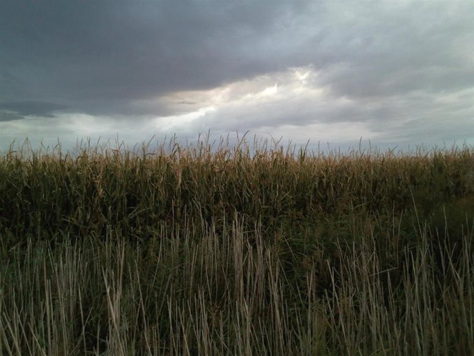 Archivo - Campo De Maiz