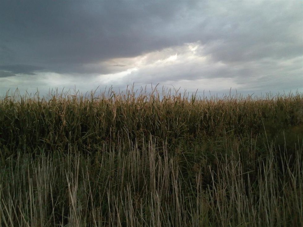 Archivo - Campo De Maiz