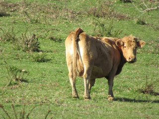 Archivo - Vaca