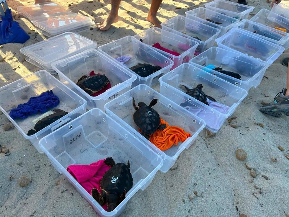 El Govern libera en Eivissa 32 tortugas marinas de un nido en Es Cavallet del verano pasado