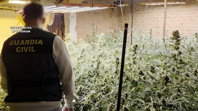 Agente de la Guardia Civil en una operación contra una plantación de marihuana en Utrera (Sevilla).