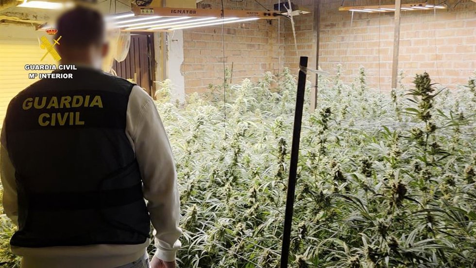 Agente de la Guardia Civil en una operación contra una plantación de marihuana en Utrera (Sevilla).
