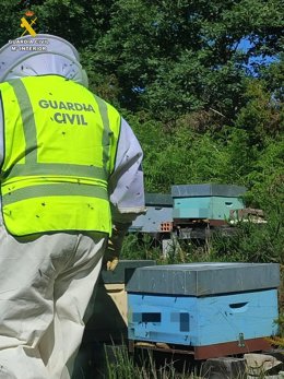 Investigado un vecino de Verea (Ourense) como presunto autor del hurto de 34 colmenas valoradas en más de 5.000 euros