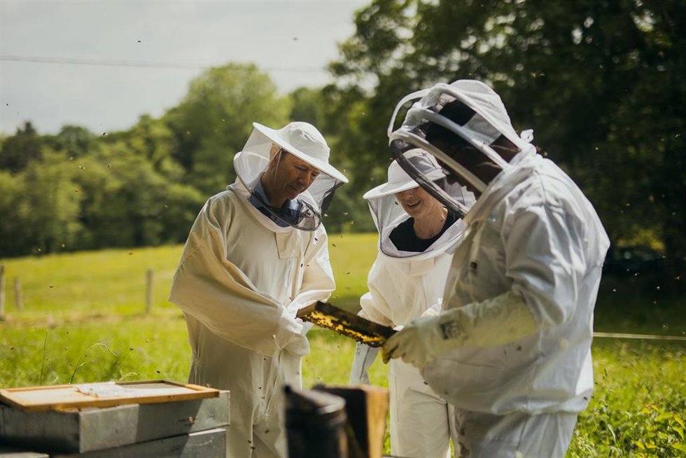 Archivo - Recurso del proyecto de repoblación de abejas ibéricas Smart Green Bees