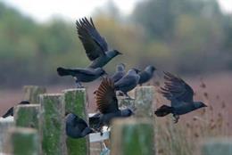 Las grajillas se organizan con otras aves en dormideros comunes para hacer frente a los efectos de la transformación del paisaje