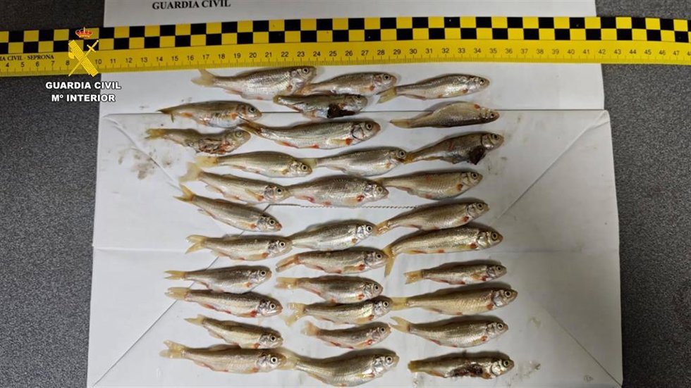 Dos pescadores detenidos por el Seprona en Burgos con 32 ejemplares de bermejuela, cuya captura está prohibida.