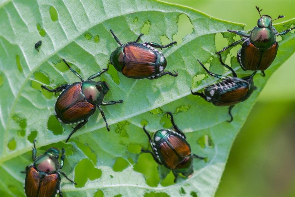 Plagas e insectos