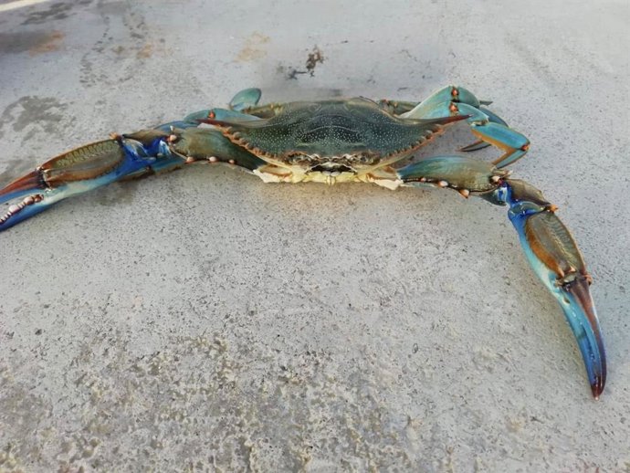 Cangrejo azul