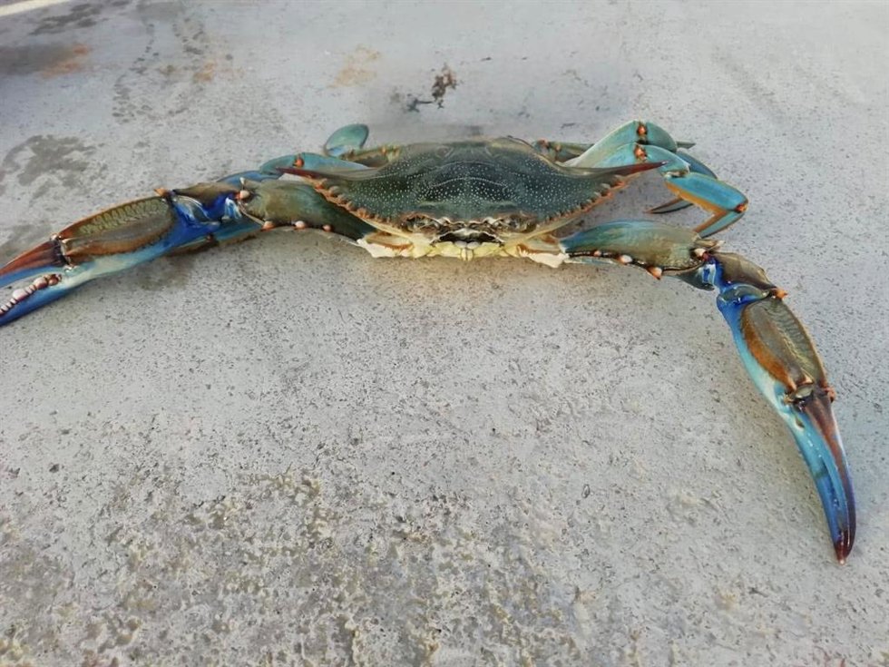 Cangrejo azul