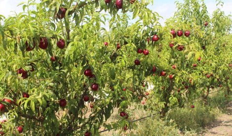 C. Valenciana