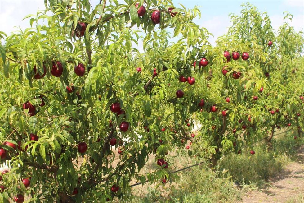 Campaña de la fruta