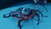 Foto: Buenas noticias para la temporada 2 de Alien: Planeta Tierra