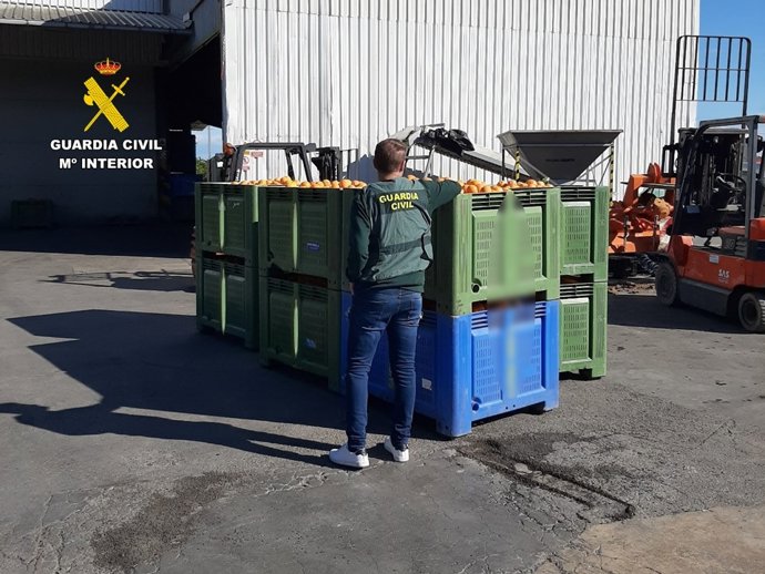 Cinc investigats per la venda de més de 33 tones de taronges d'origen il·lícit